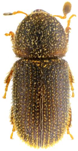 Réf. 327 742 : Liparthrum mandibulare